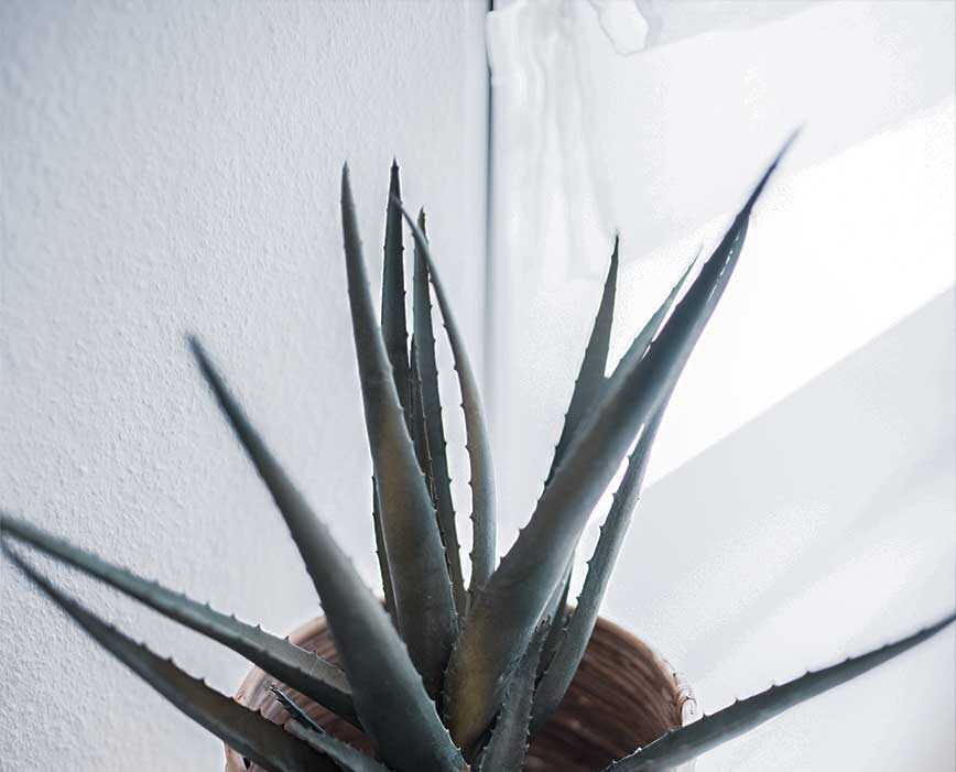 mi foto